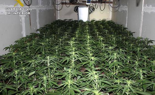 Police find marijuana plantation in a warehouse in Fuerteventura by smelling it!