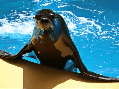 Loro Parque: ‘We are losing an average of two and a half million euros per month’