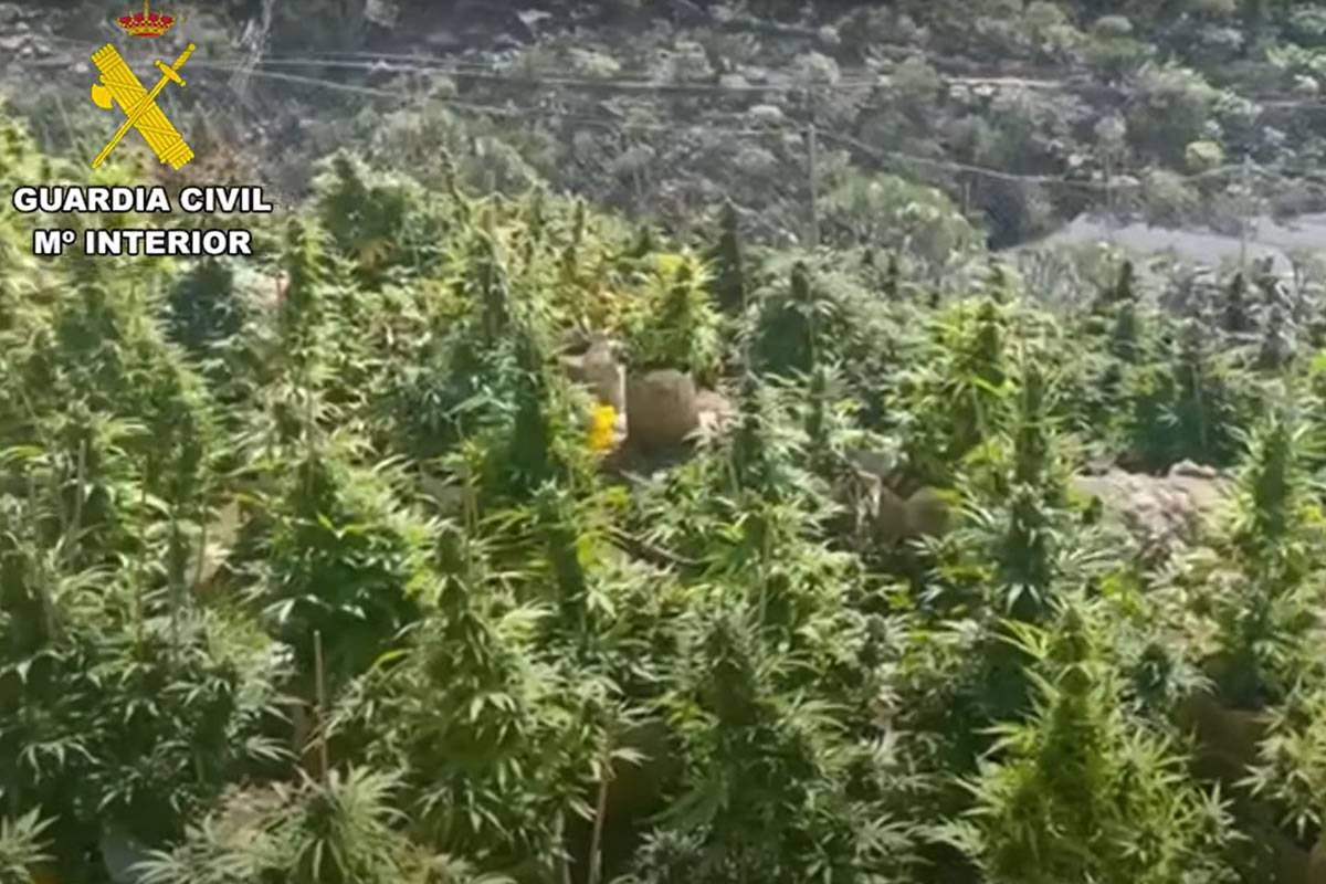 Two Brits arrested in Tenerife after police raid large marijuana plantation