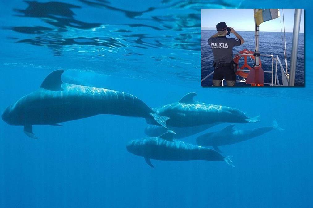 Boat Trip Company is fined for breaking whale watching rules to ‘take better photos’
