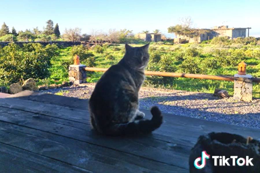 Cat lost during La Palma eruption is found a year later at owners previous home 