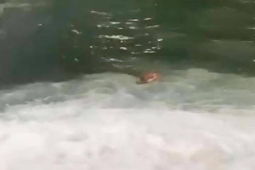 A man jumps into the sea in the Santa Cruz port trying to chase a ferry