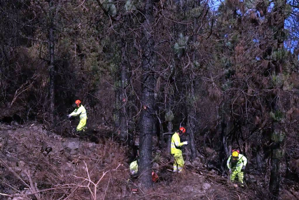 Work starts to restore the forests affected by the fire in the north of Tenerife