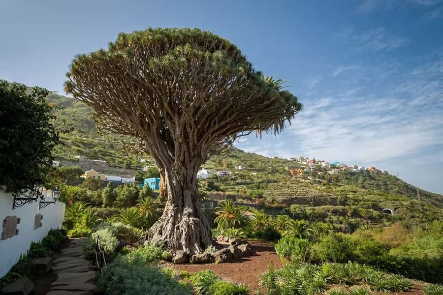 TRAVEL: El Drago Milenario, one of the biggest and oldest trees in the world