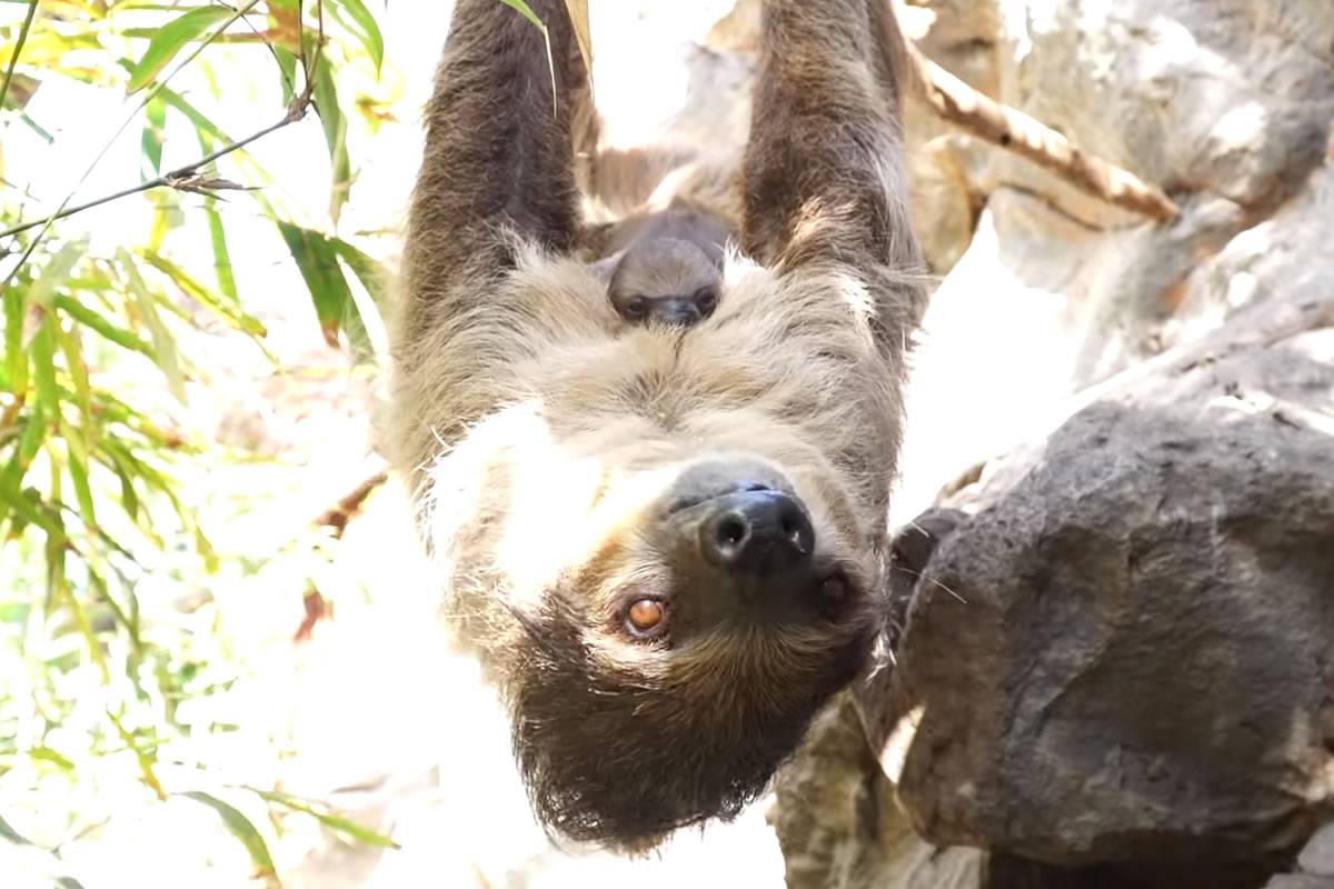 VIDEO: Loro Parque welcomes the birth of a new baby sloth
