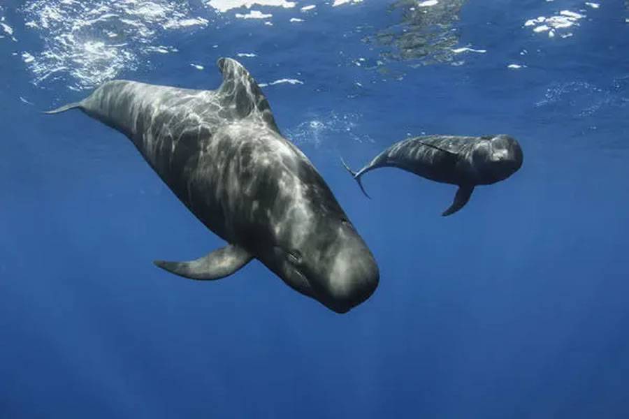 The waters between Tenerife and La Gomera are declared world kilometre zero of the pilot whale