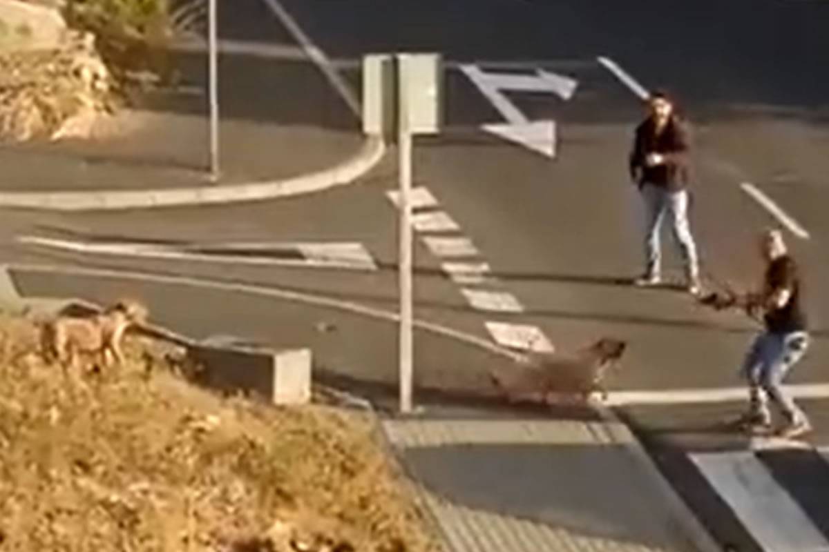 JUPOL defends the actions of police officers that shot two dogs in Tenerife