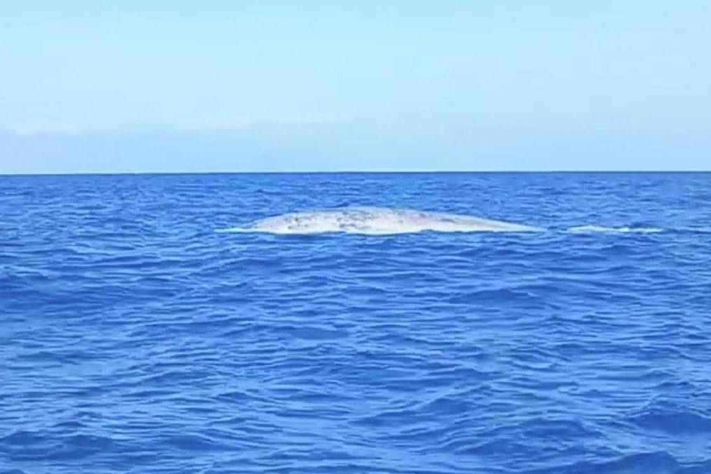 VIDEO: A blue whale is recorded in south Tenerife for the first time in 4 years 