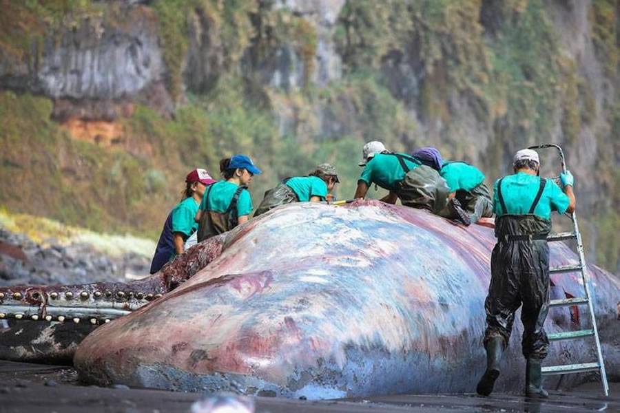 The stranded sperm whale is too big to remove from the beach
