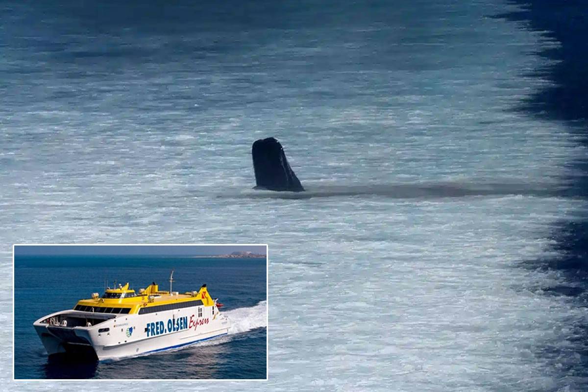 A 'fast ferry' hits a sperm whale on route to Tenerife from Gran Canaria