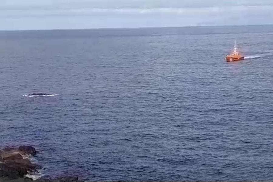 The decomposing remains of a sperm whale wash up in Costa Adeje