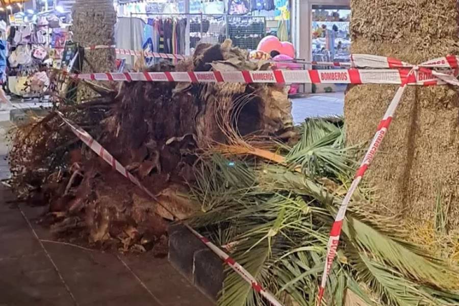 Strong wind blows over a palm tree that crushes a pedestrian in Puerto del Carmen