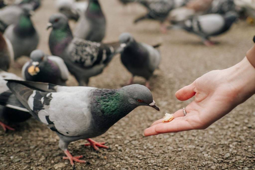 €1,000 fines issued to two residents of Tenerife for feeding pigeons