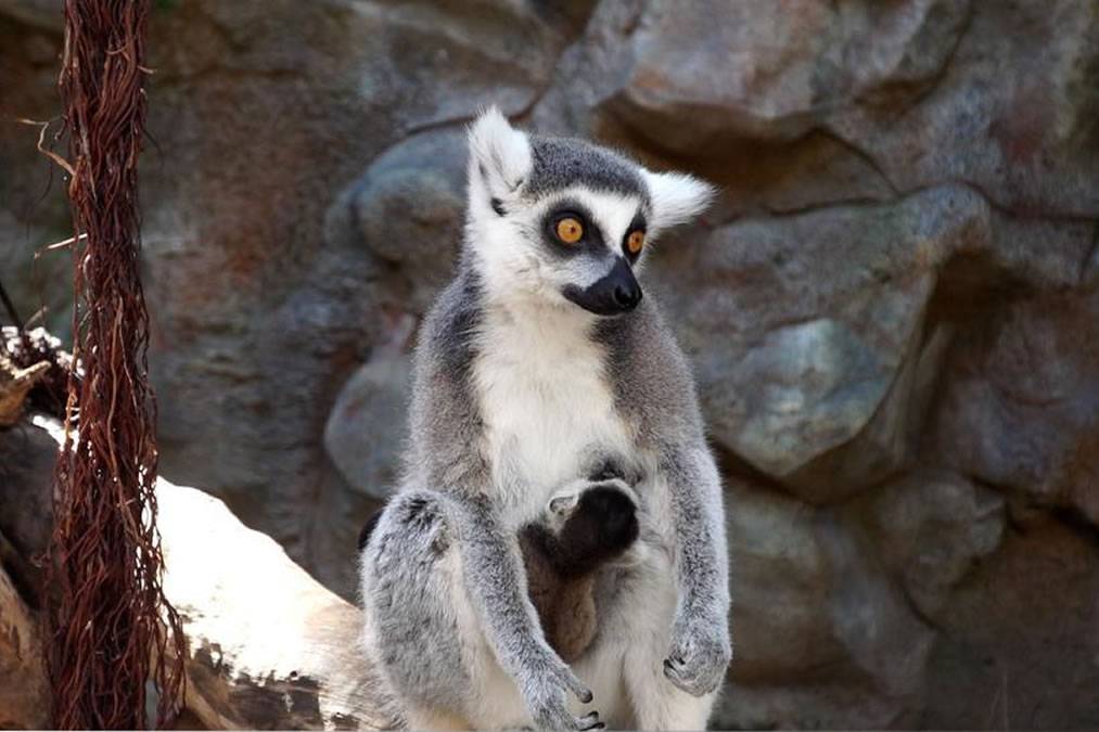 Loro Parque welcomes the birth of an endangered species