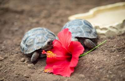 Visitors can now see seven baby Galapagos Tortoises born at Loro Parque