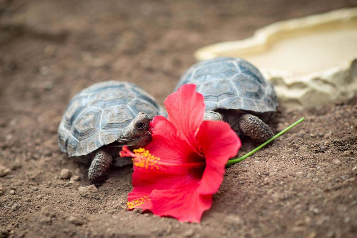 Visitors can now see seven baby Galapagos Tortoises born at Loro Parque