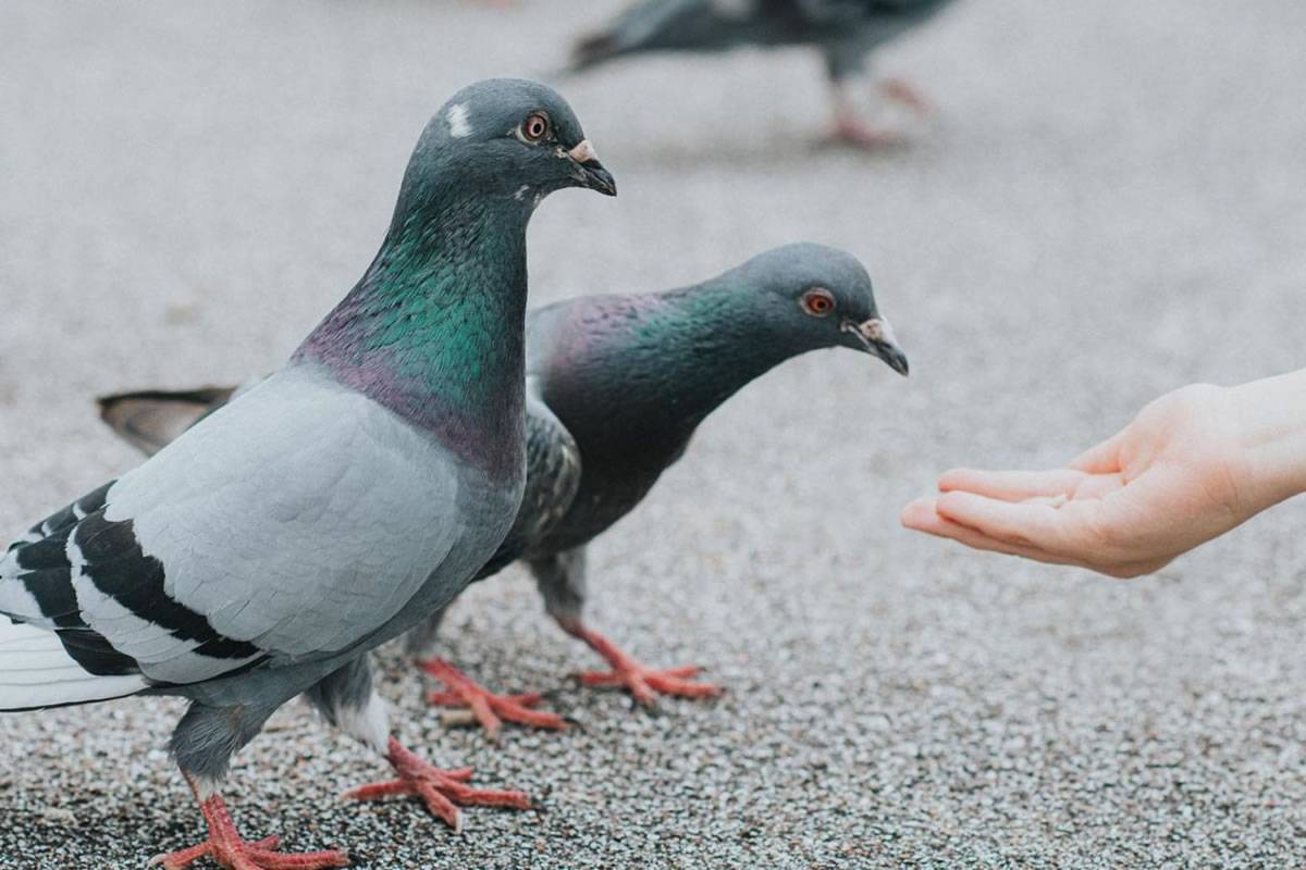 Woman fined €2,250 for feeding pigeons in public in Tenerife