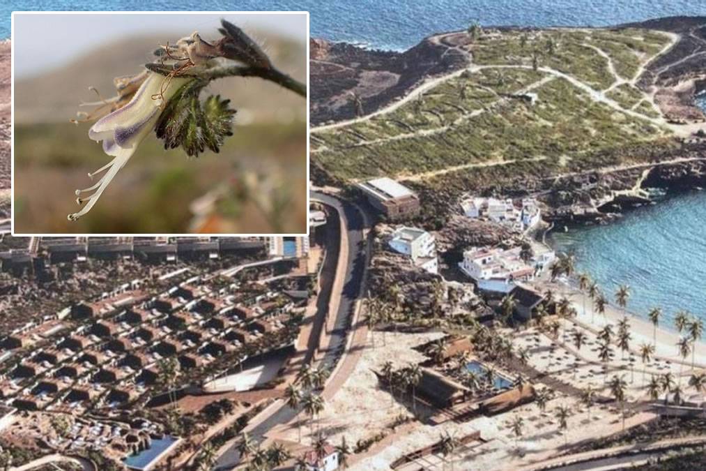 Adeje authorises relocation of Vibora plant to restart Cuna del Alma construction work