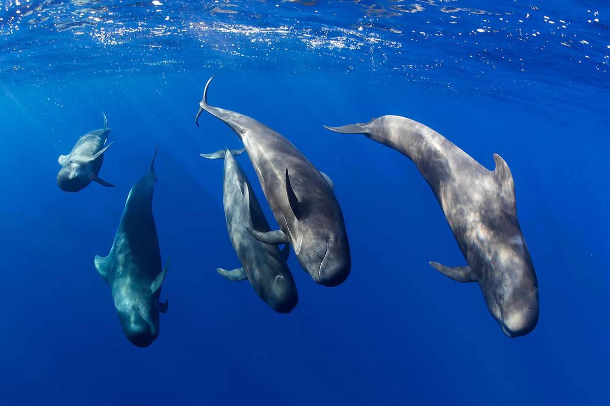 Tenerife Cabildo to increase protection and regulation of Teno-Rasca marine zone